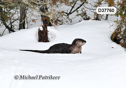 North American River Otter (Lontra canadensis)